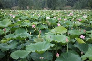 吴山荷个人资料,才华横溢的文艺新星，揭秘她的成长之路